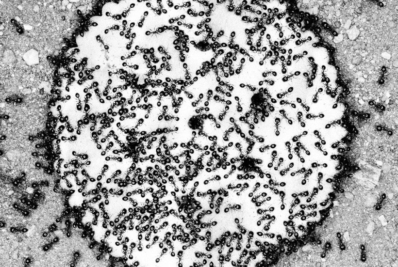 Trent Parke's 'The Black Rose' media and reviews