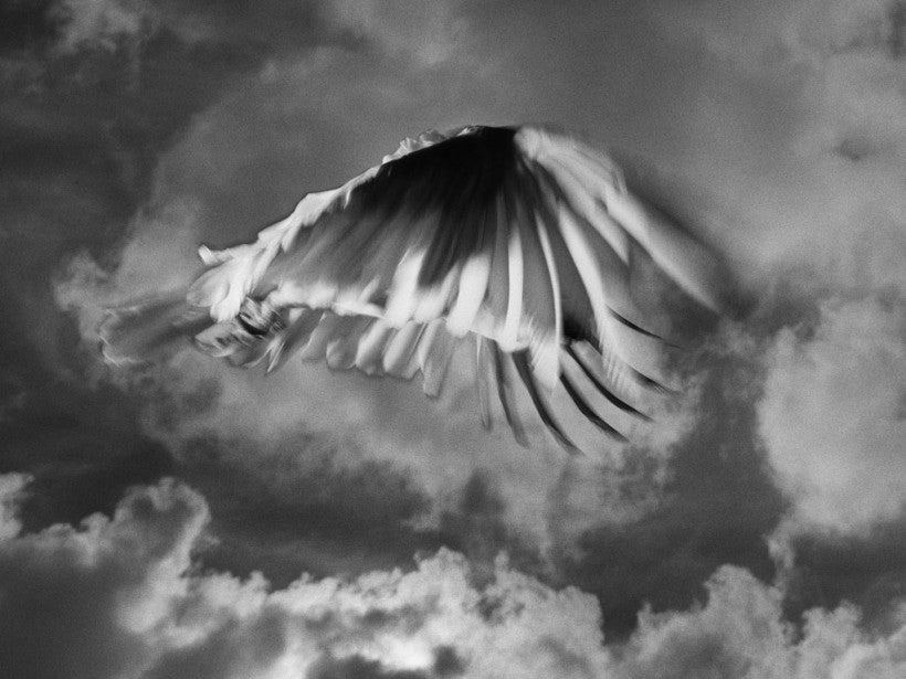 Trent Parke’s The Black Rose