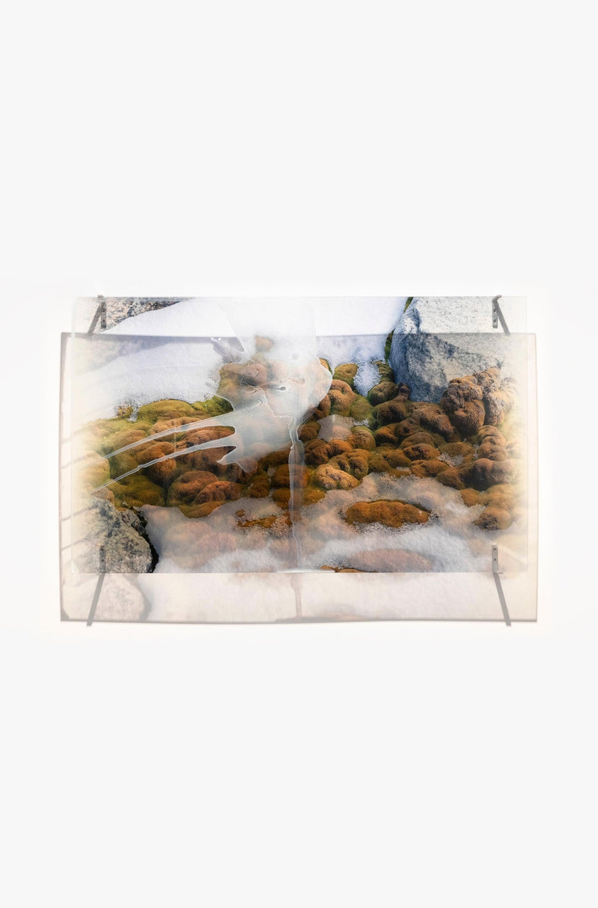 Janet Laurence announced as WINNER of the Ravenswood Australian Women's Art Prize 2025