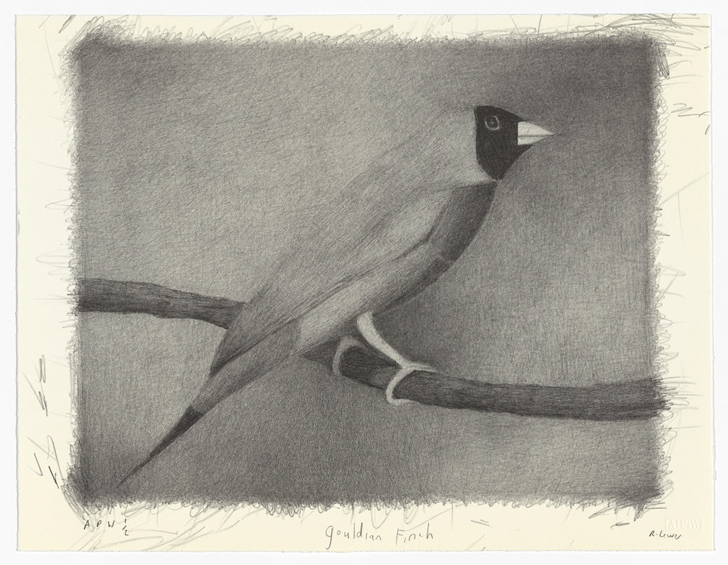 Richard Lewer 'Gouldian Finch' Lithograph Print