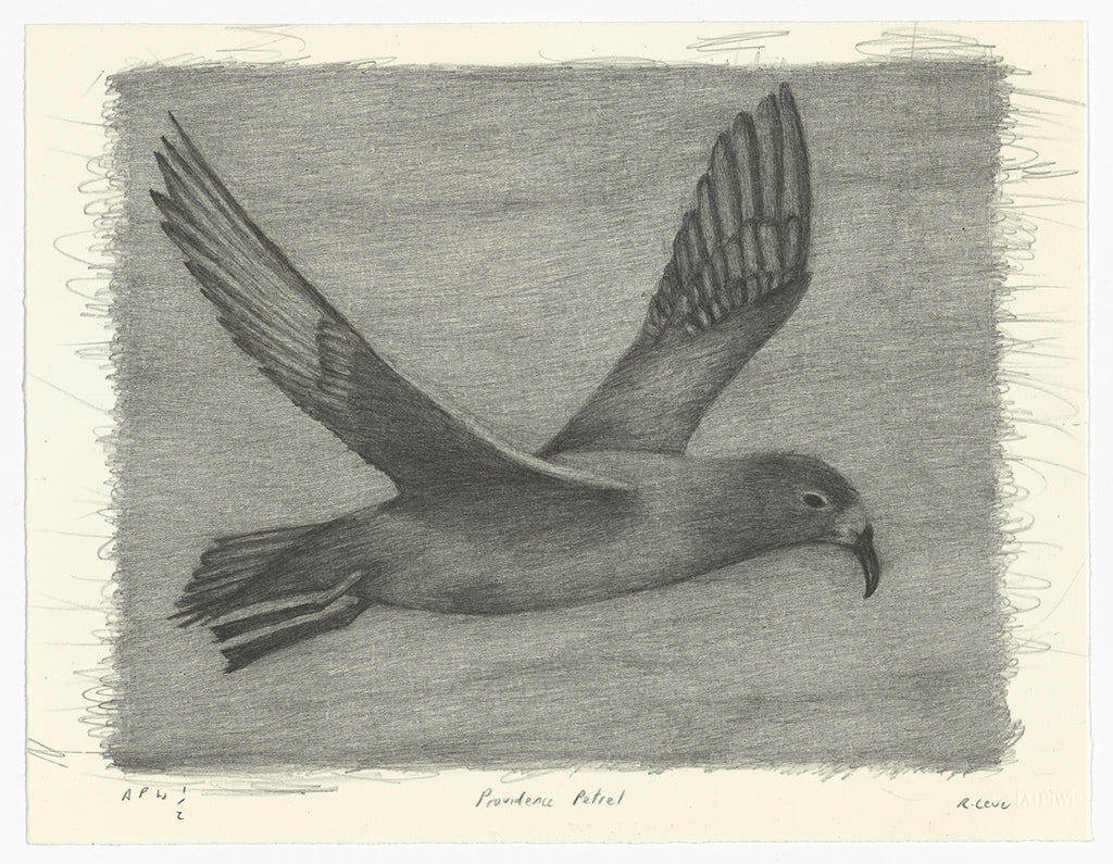 Richard Lewer 'Providence Petrel' Lithograph Print
