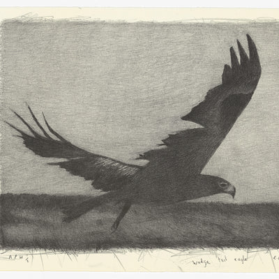 Richard Lewer 'Wedge Tail Eagle' Lithograph Print