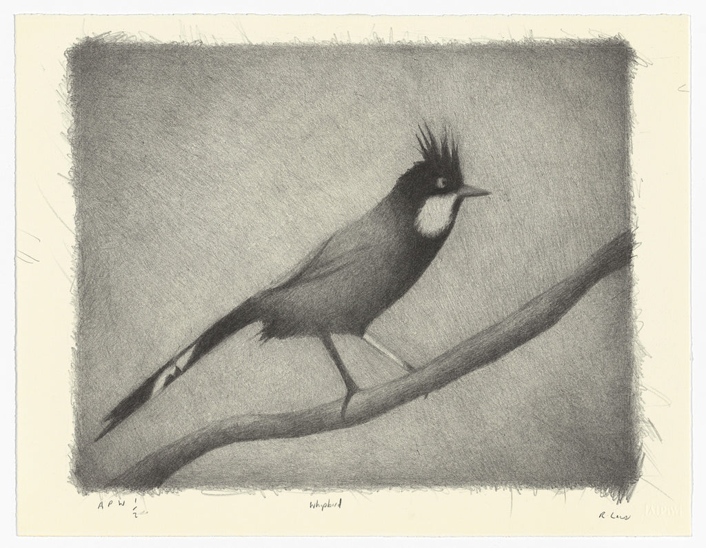 Richard Lewer 'Whipbird' Lithograph Print