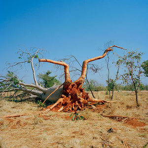 Narelle Autio, Fallen Boab, 2002-15, from Indifference, pigment print, 90 x 88.8 cm, ed. of 6