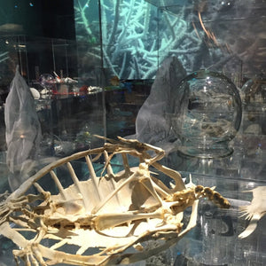 Janet Laurence, ‘Deep Breathing (Resuscitation for the Reef)’, 2015, mixed media installation, for UNFCCC/COP21 at the Muséum national d’Histoire naturelle, Paris