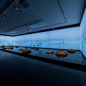 James Darling & Lesley Forwood’s 'Living Rocks: A Fragment of the Universe' at Hugo Michell Gallery, 2018
