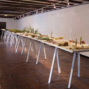 Janet Laurence’s ‘Fragil’ at Cuenco Biennale Ecuador, 2016