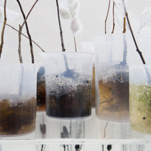 Janet Lawrence, Waiting: A Medicinal Garden for Ailing Plants, 2010, Australian native plants, laboratory glass, blown glass, steel, horticultural mesh, acrylic, salt, amethyst, medical silicon tubing, water and various fluids, ink-jet prints and screen prints on acrylic, water crystals, tulle, carbon, sulphur, various plant seeds, charred wood and plants, water pumps and ash, installation dimensions variable, at the Royal Botanic Gardens, Sydney for the Sydney Biennale 2010