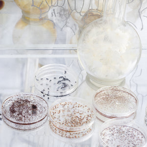 Janet Lawrence, Waiting: A Medicinal Garden for Ailing Plants, 2010, Australian native plants, laboratory glass, blown glass, steel, horticultural mesh, acrylic, salt, amethyst, medical silicon tubing, water and various fluids, ink-jet prints and screen prints on acrylic, water crystals, tulle, carbon, sulphur, various plant seeds, charred wood and plants, water pumps and ash, installation dimensions variable, at the Royal Botanic Gardens, Sydney for the Sydney Biennale 2010