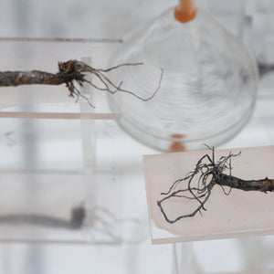 Janet Lawrence, Waiting: A Medicinal Garden for Ailing Plants, 2010, Australian native plants, laboratory glass, blown glass, steel, horticultural mesh, acrylic, salt, amethyst, medical silicon tubing, water and various fluids, ink-jet prints and screen prints on acrylic, water crystals, tulle, carbon, sulphur, various plant seeds, charred wood and plants, water pumps and ash, installation dimensions variable, at the Royal Botanic Gardens, Sydney for the Sydney Biennale 2010