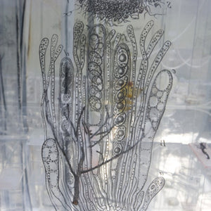 Janet Lawrence, Waiting: A Medicinal Garden for Ailing Plants, 2010, Australian native plants, laboratory glass, blown glass, steel, horticultural mesh, acrylic, salt, amethyst, medical silicon tubing, water and various fluids, ink-jet prints and screen prints on acrylic, water crystals, tulle, carbon, sulphur, various plant seeds, charred wood and plants, water pumps and ash, installation dimensions variable, at the Royal Botanic Gardens, Sydney for the Sydney Biennale 2010