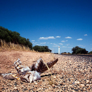 Narelle Autio, Barn Owl, 2002-15, from Indifference, pigment print, 90 x 61 cm, ed. of 6