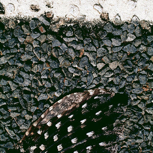 Narelle Autio, Bird Wing, 2002-15, from Indifference, pigment print, 40 x 27.5 cm, ed. of 6