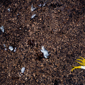 Narelle Autio, Cockatoo, 2002-15, from Indifference, pigment print, 41.5 x 61.5 cm, ed. of 6