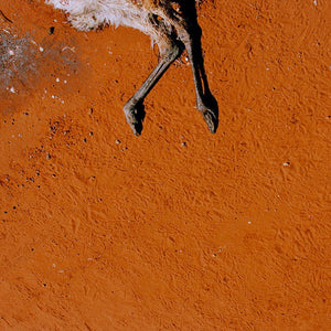 Narelle Autio, Emu #2, 2002-15, from Indifference, pigment print, 48 x 70 cm, ed. of 6