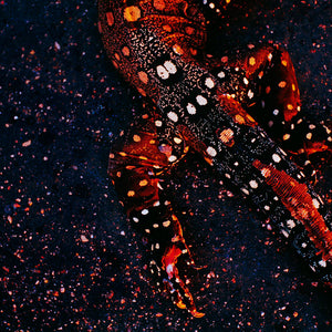 Narelle Autio, Goanna #1, 2002-15, from Indifference, pigment print, 73 x 100 cm, ed. of 6