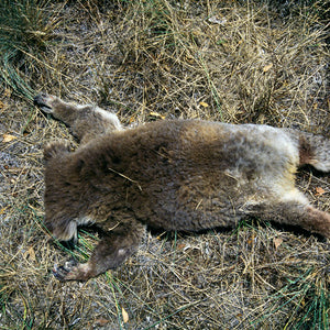 Narelle Autio, Koala #1, 2002-15, from Indifference, pigment print, 90 x 62 cm, ed. of 6