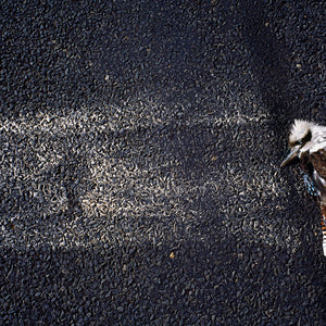 Narelle Autio, Kookaburra, 2002-15, from Indifference, pigment print, 56 x 80 cm, ed. of 6