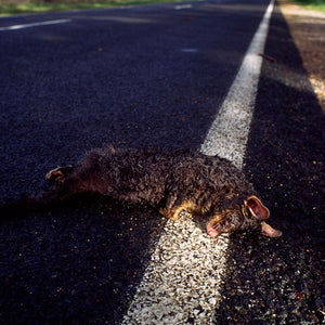Narelle Autio, Possum, 2002-15, from Indifference, pigment print, 61 x 90 cm, ed. of 6