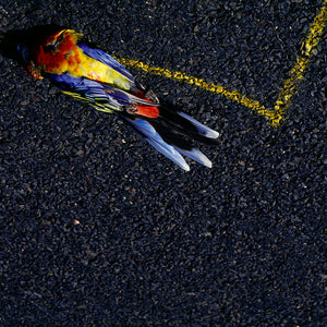 Narelle Autio, Rozella, 2002-15, from Indifference, pigment print, 57 x 80 cm, ed. of 6