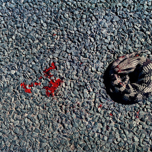Narelle Autio, Shingleback, 2002-15, from Indifference, pigment print, 35 x 50 cm, ed. of 6
