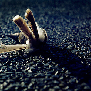 Narelle Autio, Small Bird, 2002-15, from Indifference, pigment print, 21 x 30 cm, ed. of 6
