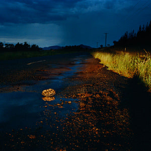 Narelle Autio, Turtle, 2002-15, from Indifference, pigment print, 45 x 31 cm, ed. of 6
