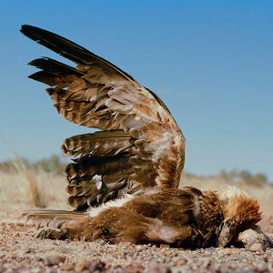 Narelle Autio, Wedge-tailed Eagle, 2002-15, from Indifference, pigment print, 51 x 75 cm, ed. of 6