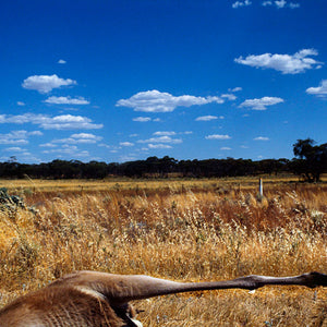 Narelle Autio, Kangaroo #1, 2002-15, from Indifference, pigment print, 75 x 110 cm, ed. of 6