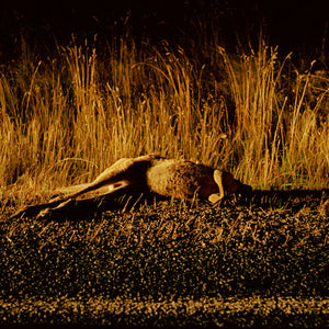 Narelle Autio, Kangaroo #2, 2002-15, from Indifference, pigment print, 27.5 x 40.5 cm, ed. of 6