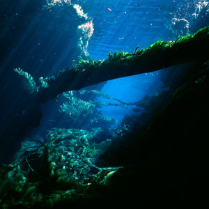 Narelle Autio, Untitled #15, 2012, from Waterhole, type C print, 82 x 120 cm