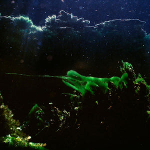 Narelle Autio, Untitled #16, 2012, from Waterhole, type C print, 82 x 120 cm