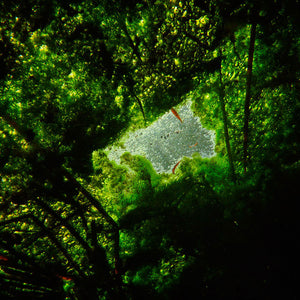 Narelle Autio, Untitled #22, 2012, from Waterhole, type C print, 45 x 34 cm