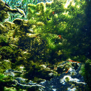 Narelle Autio, Untitled #24, 2012, from Waterhole, type C print, 45 x 34 cm