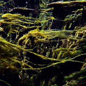Narelle Autio, Untitled #25, 2012, from Waterhole, type C print, 45 x 34 cm