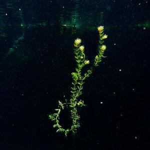 Narelle Autio, Untitled #26, 2012, from Waterhole, type C print, 45 x 34 cm