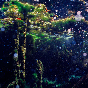 Narelle Autio, Untitled #6, 2012, from Waterhole, type C print, 82 x 120 cm