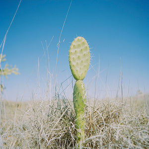 Narelle Autio, Prickly Pear, 2002-15, from Indifference, pigment print, 90 x 88.8 cm, ed. of 6