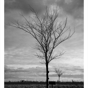 Trent Parke, ‘Private Ina Tempest Moore (John), 4256, Private Clement Lockhart Moore, 4257, The Avenue of Honour, Ballarat, Victoria, Australia’, 2014, from ‘WWI Avenue of Honour’, pigment print, 80 x 60 cm, ed. of 3