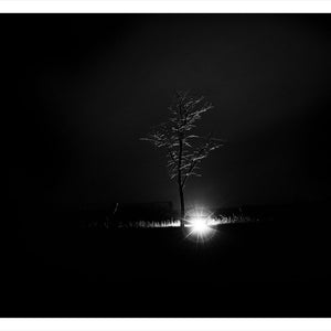 Trent Parke, ‘Private William James Whatman, 4617, 58th Battalion A.I.F., The Avenue of Honour, Ballarat, Victoria, Australia’, 2014, from ‘WWI Avenue of Honour’, pigment print, 80 x 60 cm, ed. of 3