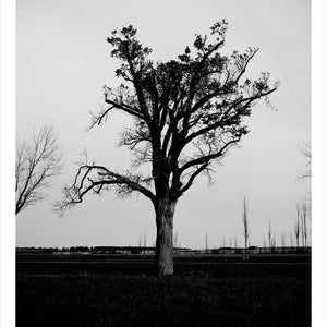 Trent Parke, ‘Private John Alfred Wunhym, 4965, 58th Battalion A.I.F., The Avenue of Honour, Ballarat, Victoria, Australia’, 2014, from ‘WWI Avenue of Honour’, pigment print, 80 x 60 cm, ed. of 3
