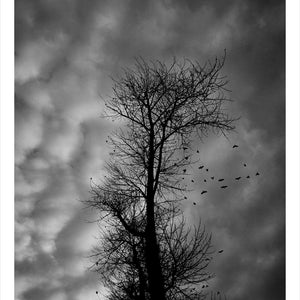 Trent Parke, ‘Sergeant William Fredrick Granland, 1411, 35th Battalion A.I.F., The Avenue of Honour, Ballarat, Victoria, Australia’, 2014, from ‘WWI Avenue of Honour’, pigment print, 80 x 60 cm, ed. of 3
