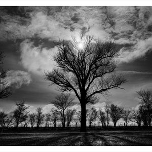Trent Parke, ‘Gunner Leonard Joseph Willis, 2122, 3rd Field Artillery Brigade A.I.F., The Avenue of Honour, Ballarat, Victoria, Australia’, 2014, from ‘WWI Avenue of Honour’, pigment print, 80 x 60 cm, ed. of 3