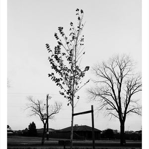 Trent Parke, ‘Lance Cpl George Reginald Mounsey, 1358, 5th Battalion A.I.F., The Avenue of Honour, Ballarat, Victoria, Australia’, 2014, from ‘WWI Avenue of Honour’, pigment print, 80 x 60 cm, ed. of 3