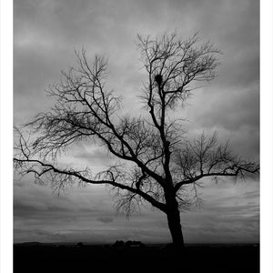 Trent Parke, ‘Gunner Ernest John Wills, 2943, 4th Australian Division, Heavy and Medium Trench Mortar Brigade A.I.F., The Avenue of Honour, Ballarat, Victoria, Australia’, 2014, from ‘WWI Avenue of Honour’, pigment print, 80 x 60 cm, ed. of 3