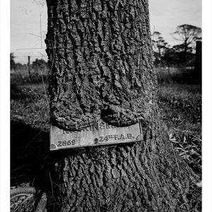 Trent Parke, ‘Gunner Joseph Roy Kinsman, 34405, 24th Field Artillery Brigade, The Avenue of Honour, Ballarat, Victoria, Australia’, 2014, from ‘WWI Avenue of Honour’, pigment print, 80 x 60 cm, ed. of 3