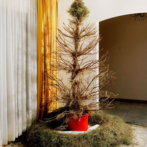 Trent Parke 'The Christmas Tree Bucket' greeting cards