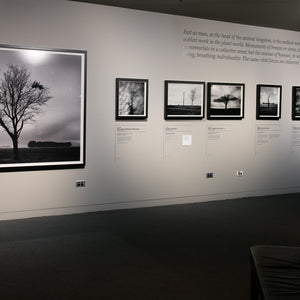 WW1 Avenue of Honour Exhibition at Australian War Memorial by Trent Parke. Photography by Daniel Spellman