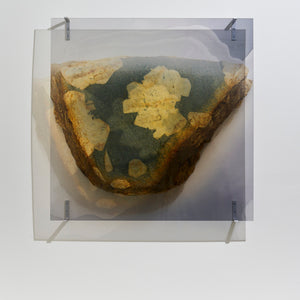 Janet Laurence, A Life Puzzle (installation view), 2025, Duraclear on acrylic & stainless steel brackets, 100 x 100 x 9.5 cm, edition of 3 + 1 AP
