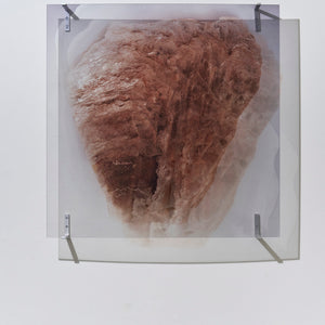 Janet Laurence, A Life Shrine (installation view), 2025, Duraclear on acrylic & stainless steel brackets, 100 x 100 x 9.5 cm, edition of 3 + 1 AP